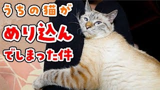 猫が隙間にめり込んで出てこなくなった件