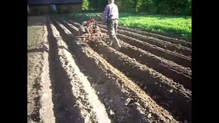 Довсходовый  уход за картофельными гребнями  сетчатой бороной  .