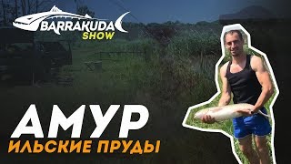 Ловля Белого Амура | Трофеи | поселок Ильский | Рыбалка с Barrakuda show