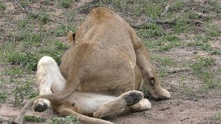 Female Lions Homosexuality