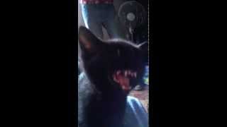 Kumi Kumi - Meeeeow