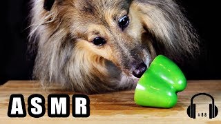 ASMR Dog Eating Sounds Raw food diet ? #88 먹방 No talking