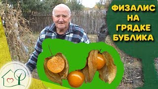 Бублик Б. А. Грядка с физалисом / Огород без хлопот