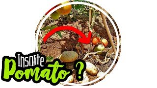 ? INSOLITE : Comment faire des POMATOS ? (mi pomme de terre mi tomate)