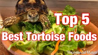 Top 5 best tortoise foods