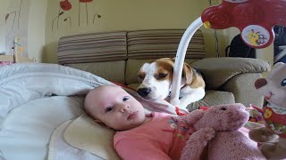 Cute Dog Helps Owner Change Baby's Diaper