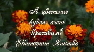 Тагетес. Рассаживаю рассаду тагетеса.