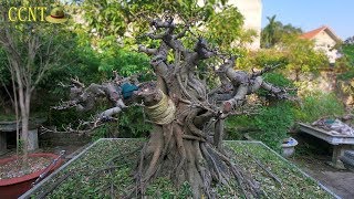 Sự Thay Đổi Chỉ Sau 1 Năm Tạo Tác Của Cây Sanh Dáng Làng