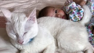 赤ちゃんに優しい猫　猫ちゃんと赤ちゃんはお友達75