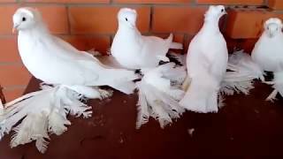 Nordkaukasus Tauben / северокавказские бойные голуби (ВЛАДИМИР КОПТЕВ г. Курганинск Россия)