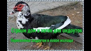 Индоутка. Строим дом и загон для индоуток своими руками. Содержание и разведение индоуток.