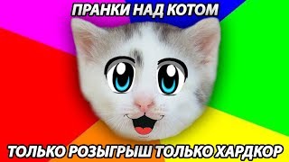 ВСЕ РОЗЫГРЫШИ НАД КОТАМИ! Смешные котики Малыш и Мурка! КОШАЧЬЯ семья РАЗЫГРАНА
