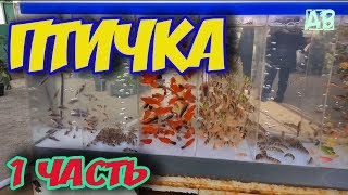 ПТИЧИЙ РЫНОК ХАРЬКОВ УКРАИНА 2018! ЦЕНЫ НА РЫБОК, ТЕЛЕФОНЫ ПРОДАВЦОВ! 1 ЧАСТЬ.