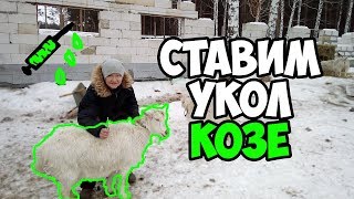Как поставить укол козе