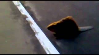 Бобер бобер бляяяя Beaver beaver alivee)