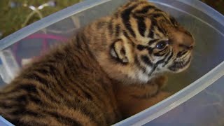 Handraising Twin Tiger Cubs | Tigers About The House | BBC
