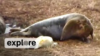 Gray Seal Birth