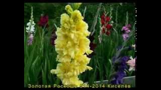 Гладиолусы (2) Коллекция Лазаревич Тамары