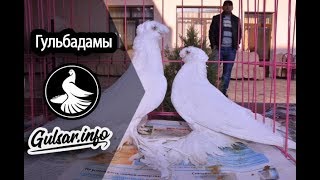 ДВУХЧУБЫЕ ГУЛЬБАДАМЫ / PIGEONS / TAUBE  #Gulsarinfo©