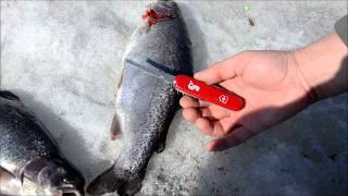 Чистка рыбы с помощью ножа Victorinox
