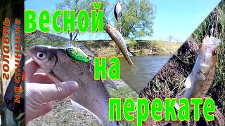 Весенняя ловля  спиннингом на перекате  реки Жиздра . Рыбалка на голавля.