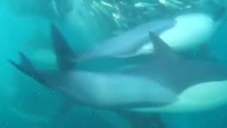 Baitball Aliwal Dive Centre Sardine Run 2018
