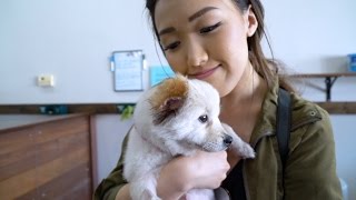 WE'RE GETTING A NEW DOG! | WahlieTV