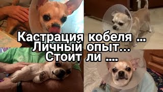 КАСТРАЦИЯ КОБЕЛЯ ЧИХУАХУА ! СТОИТ ЛИ СТЕРИЛИЗОВАТЬ СОБАКУ? ПОСЛЕДСТВИЯ ПОСЛЕ КАСТРАЦИИ ! My Animals