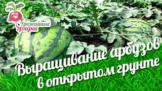 Выращивание арбузов в открытом грунте. Урожайные грядки