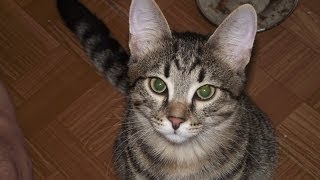 2014_04 - кот Миша гоняется за солнечным зайчиком