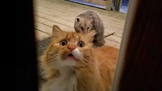WARNING! You may lose your teeth because of laugh - FUNNY Cat compilation