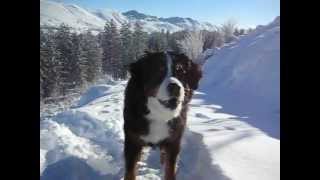 Bernese Mountain Dog Sledding 3