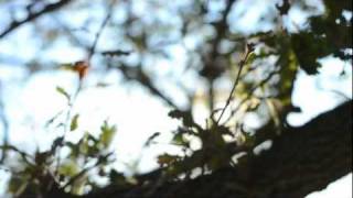 hellosocrate - All'aria aperta: Stelle di polvere