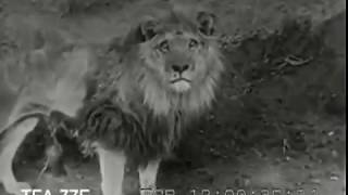 Лев против Тигра реальный бой (1946) / Lion vs tigers real fight
