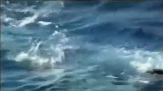 НАПАДЕНИЕ БЕЛОЙ АКУЛЫ. ЖЕНЩИНУ РВУТ НА КАМЕРУ!