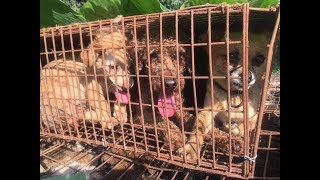 WORLD ANIMAL ABUSE (USA CHINA MEXICO CANADA AUS UK INDIA BRAZIL) DOG MEAT ALL SAME VEGAN