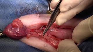 Total Cystourethrectomy in a dog