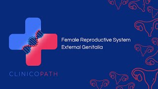 Female Reproductive System: External Genitalia