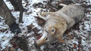Ловля волков петлями 2016-2017.Catching wolves loops 2016-2017.