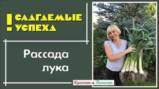 Секреты выращивания рассады лука Эксибишен и лука-порея