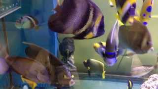 300 gallon marine fish tank scribbled false personifer queen blue annularis gray emperor angelfish