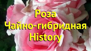 Роза чайно-гибридная Хистори. Краткий обзор, описание характеристик, где купить саженцы History