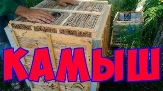 Улей с камыша заступает на службу.Самая агресивная семья на пасеке.