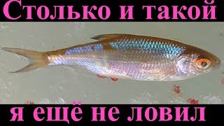 Столько и такой я ещё не ловил...Рыбалка в Кудиново.