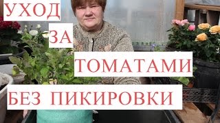 Выращивание Томатов без Пикировки. Рассада в Улитке. (25.03.2017)