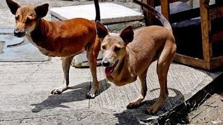 Top 7 Perros Extintos Mas Poderosos Del Mundo