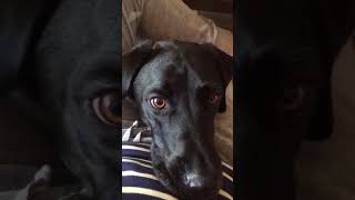 Percy the couch biscuit monster 2