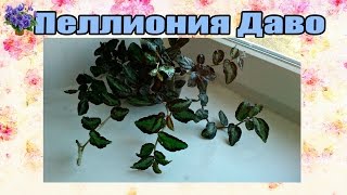 Пеллиония Даво (Pellionia daveauana) содержание и уход