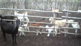 CRIAÇÃO DE CAPRINOS NO BOMFIM - ZONA RURAL DE QUIXADÁ - IMAGENS CLEUMIO PINTO / SERTÃO ALERTA