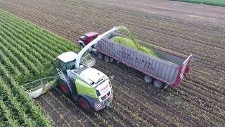 Stone Ridge Dairy Chopping Corn Silage